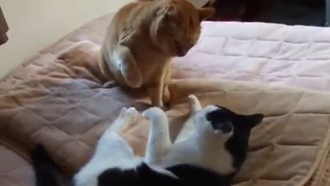 Cat Fight