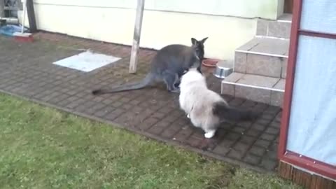 Kangaroo Apologizes to Family Cat