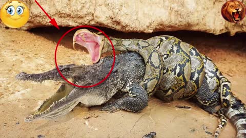 Fierce Battle Between Python VS Crocodile Fight Python Destroy Giant Alligators