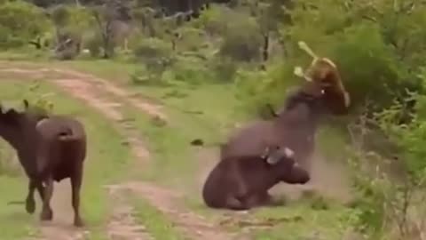 OMG!!! Buffalo Herd Take Down Lion To Save Fellow 🦁 RELAX FOR LIFE