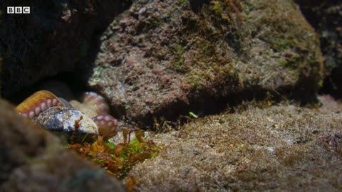 Crab vs eel vs octopus on the sea coast.