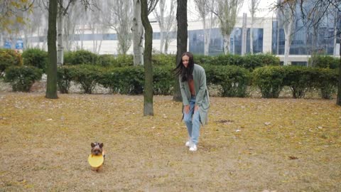 A woman in an autumn park plays Flying Disc with a Yorkshire terrier puppy