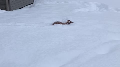 Nine-Week-Old Doggy Swimming in the Snow