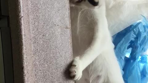 playing in the sink