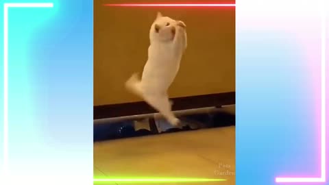 Funny cat video.