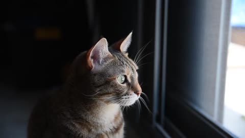 A cute cat looking out of window | a really cute kitty