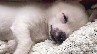 Small white puppy sleeping on blanket between red and green pillow