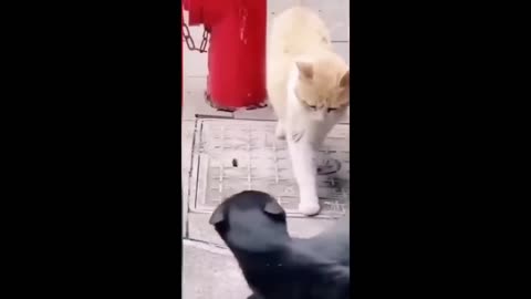 Cats/dogs funny videos