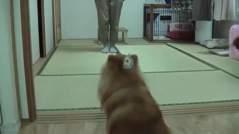 Dog Training Compilation