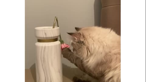 Сat destroys the last flower of a beautiful bouquet | Кот уничтожает остатки красивого букета)