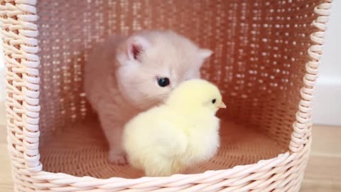Tiny chicken and kittens.