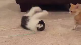 energetic cat