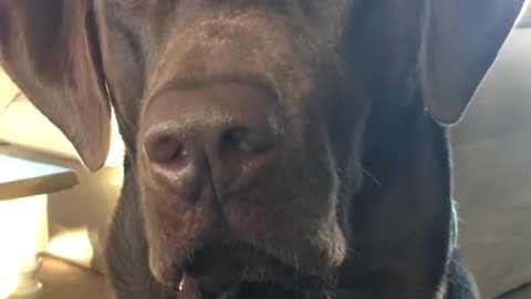 This dog staring at food literally can't stop himself from drooling