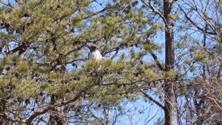 Hawk On A Pine