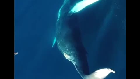 Giants Whale dancing | Ballerina Whale
