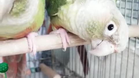 Lovely and Funny Animals Cute Parrot and Funny Parrot video Clip 2021