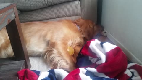 Hilarious golden retriever with his blanket