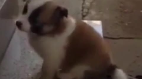 puppy trying to climb stairs