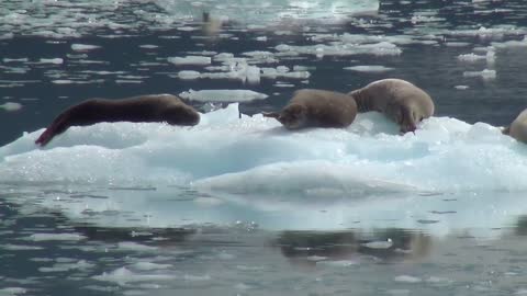 Sea Lions