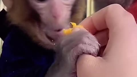 Cute Baby Monkey Video #Shorts | Feeding Monkey