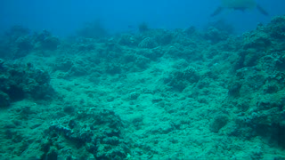 Green Sea Turtles Cleaning Station