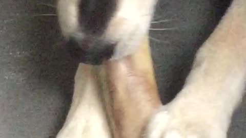Remus Enjoying a Favorite Bone