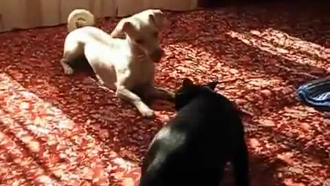 dog and cat when they don't get along.