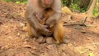 Mother monkey teaching baby to walk?