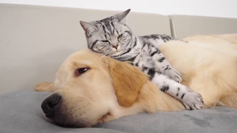 Kitten Grows Up Still Deeply In Love with Golden Retriever Who Adopted Her