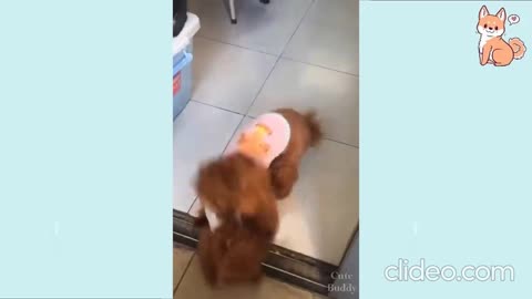 Golden Retriever puppy loves playing with Game