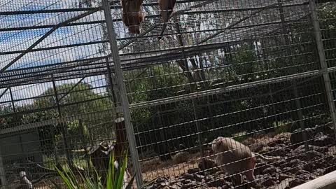 Baboons go crazy at zoo