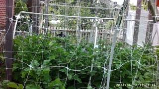 SZN:5 EP: 26 Potato Trellising - Ideas That Work & Why You May Need To