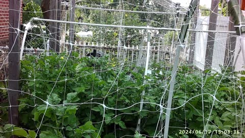 SZN:5 EP: 26 Potato Trellising - Ideas That Work & Why You May Need To