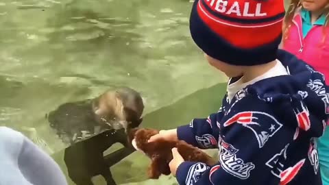 boy plays with otter