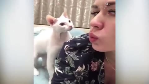 When Cats Attack!