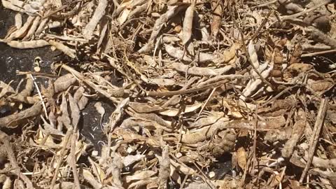 Bluebonnet seeds popping ready for a journey