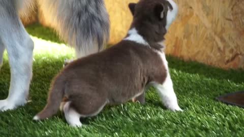 3 week old Siberian Husky puppies