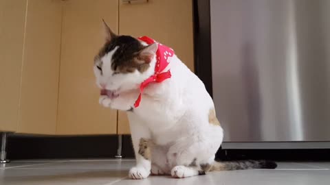 Cute kitten taking her bath