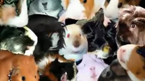 The Guinea pig song