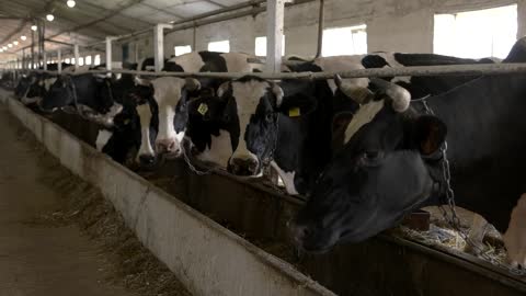 Cows in a stall. Animals with tags on ears. Interior of livestock farm. Rural economy is growing