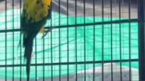World's Most Beautiful Parrots Aviary Ever seen 🦜
