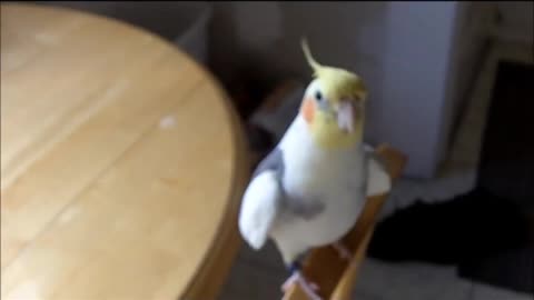 Try not to Laugh | Smart and funny singing bird. an adorable animal.