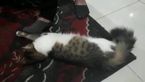 A cat fainted