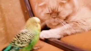 Кот и птица, милые животные #116