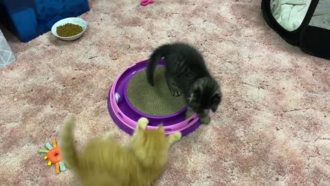 Adorable tabby kittens at play