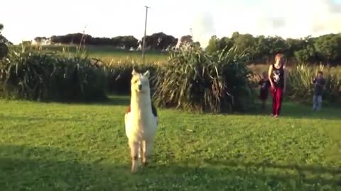 That funny alpaca is playing hide and seek