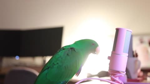 Cute Parrot Talking Into Mic