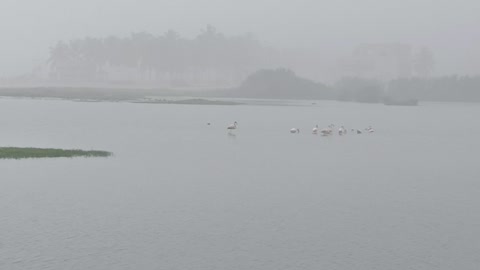 Rainy morning and birds enjoying in the lake