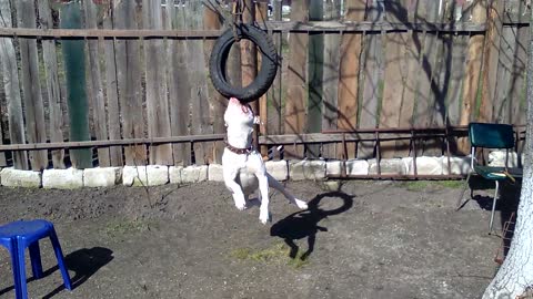 The dog rides on a swing