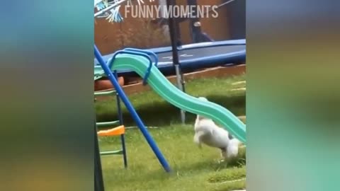 Funny Animals Funny pets moments caught on tape